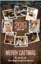 Christmas Cats