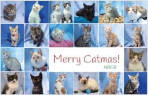 Christmas Kitties