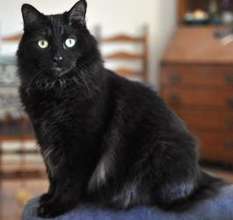 Cleo