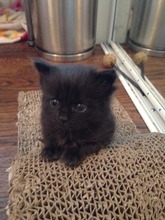 Baby Enzo