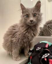 First day in foster home