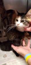 Gigi with her foster kittens