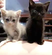 Gigi's foster kittens