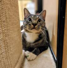 fuzzy toy feather in his paw