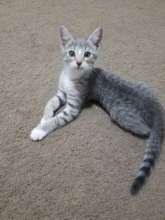 Gorgeous Gray Kitty