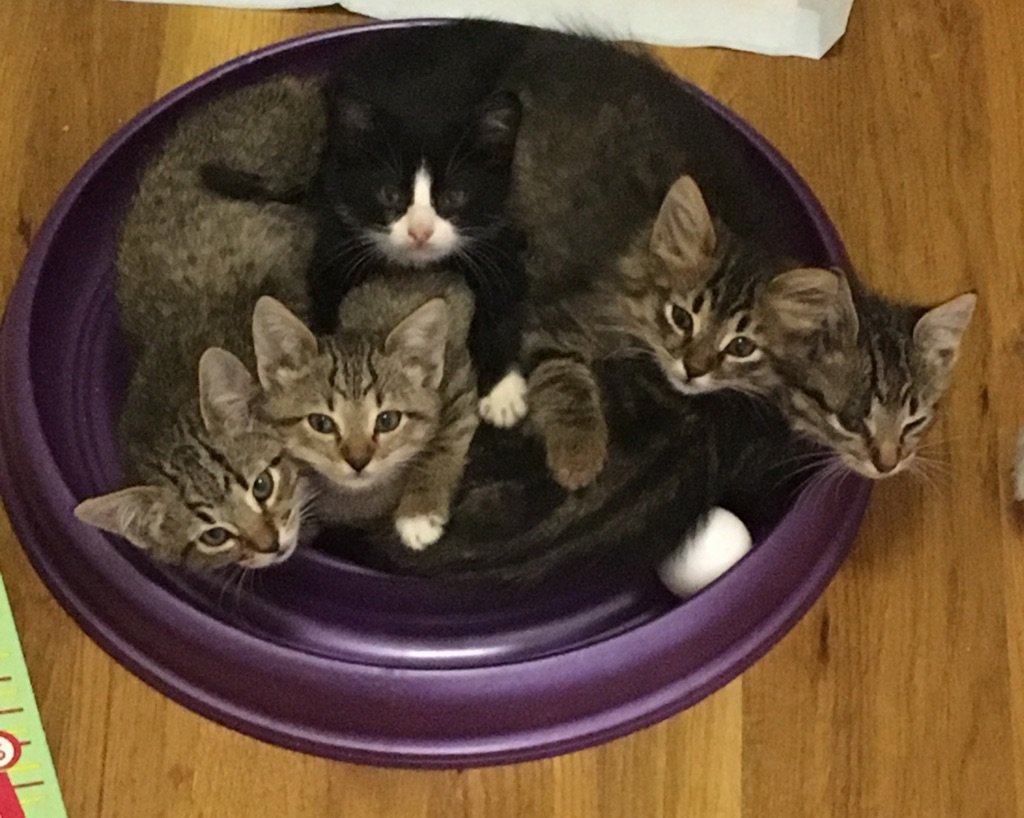 Reports on Rescue cats from being euthanized at local shelter