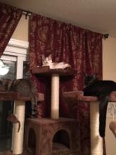 Gypsy climbs to the highest level