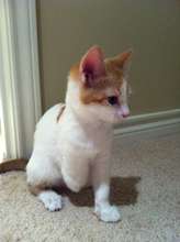 Hayworth aka Stumpy
