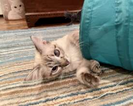 Eclair Playing