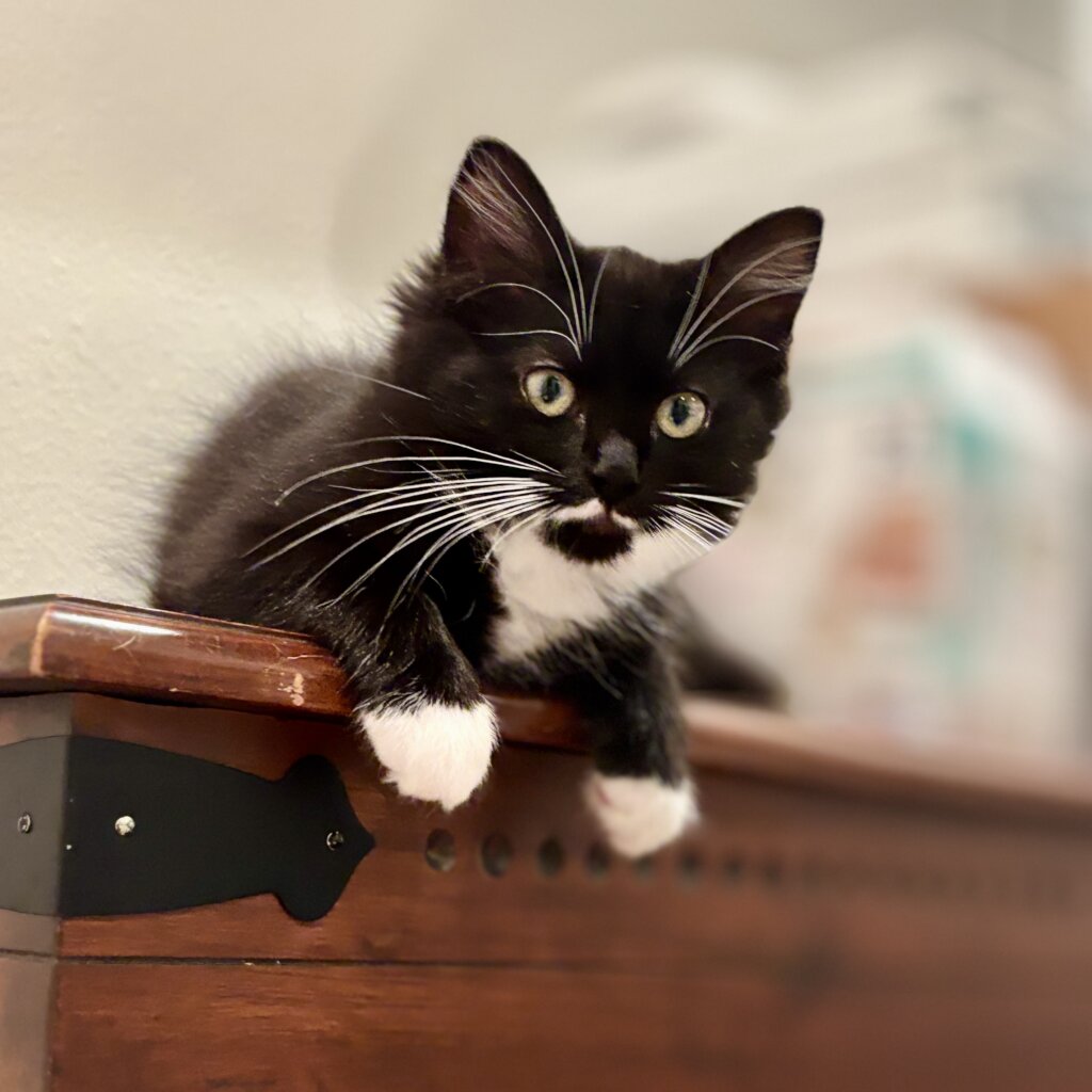 Benson