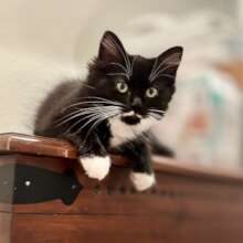 Benson