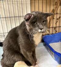 Post Neuter & Treatment