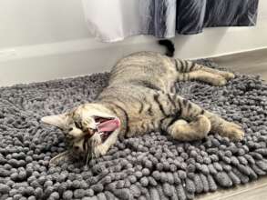 First Day in Adopted Home