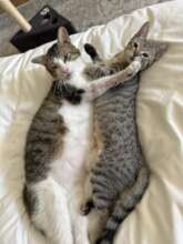 Foster buddies