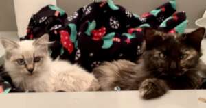 Brookie & Eclair Rescued
