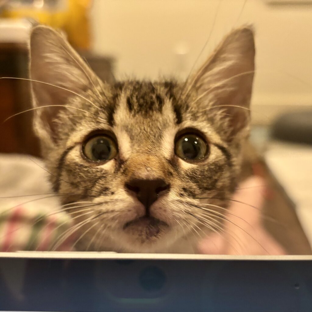 Whatcha Doing?
