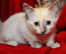 Little Jan