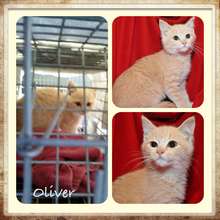 Oliver