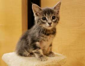 Cute Kitten