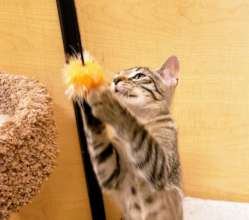 Ready to climb
