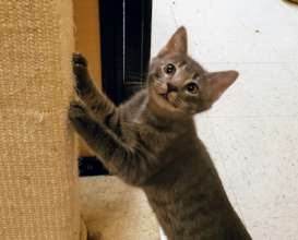 Kitten at Play