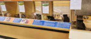 Window Kitties