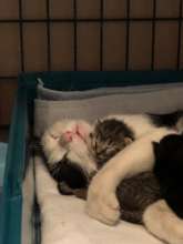Kitten Hug