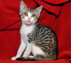Kitten