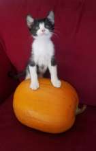 Kitten and Pumpkin