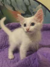 Kitten