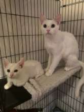 Two Beauties