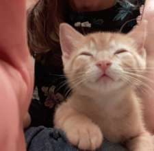 Sleepy Kitten