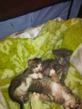 3 Little Kittens