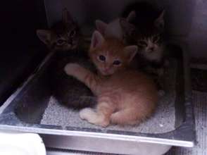 Tiny Kittens