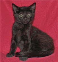 Kitty