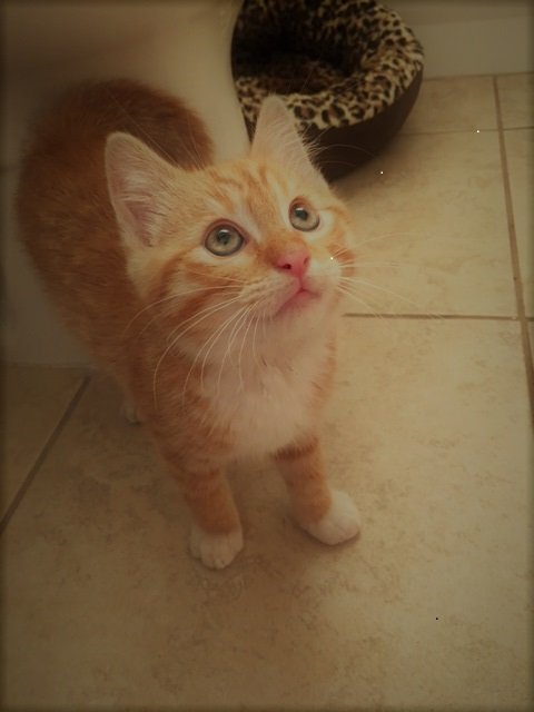 Baby Boy Orlando