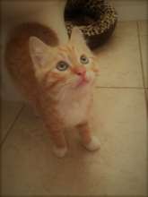 Baby Boy Orlando