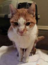Lucille before she was rescued