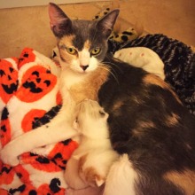 Mother Cat