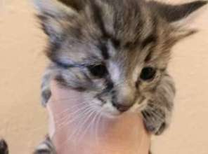 Maximus Rescued