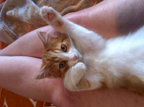 Adorable kitten named Mimosa