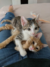 Mittens and Summer