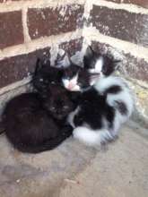 Oscar, Emmy, Tony, Grammy and their mother,Nobel