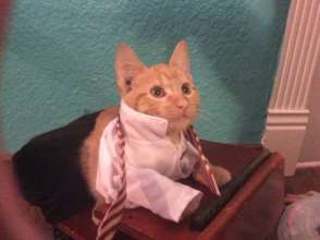 Mr. Kitty