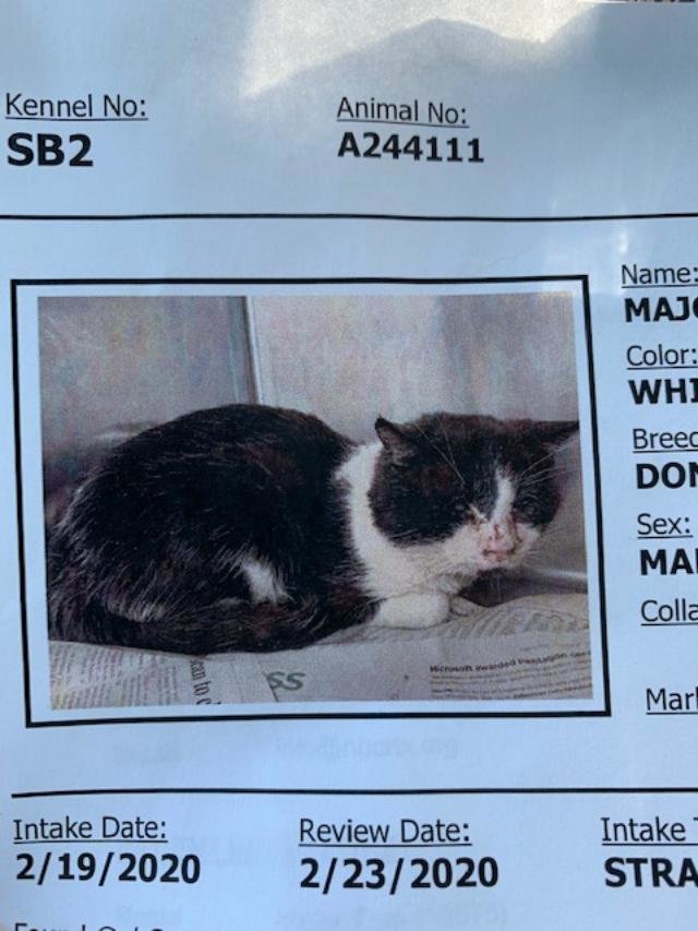 Reports On Rescue Cats From Being Euthanized At Local Shelter Globalgiving