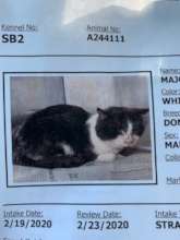 MT number A244111