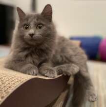 Mud Pie in Foster Home