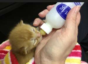 Newborn Kitten