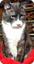 Newton