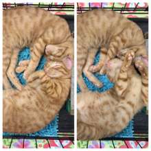 Orange Tabbies